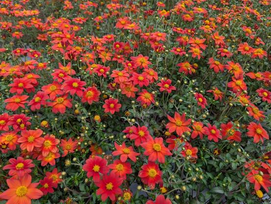 Lots of red and yellow flowers