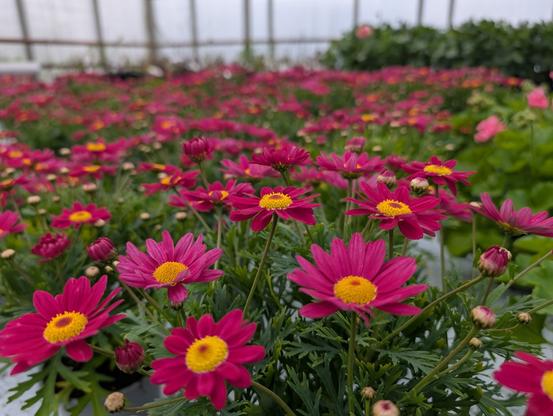 Pink and yellow flowers
