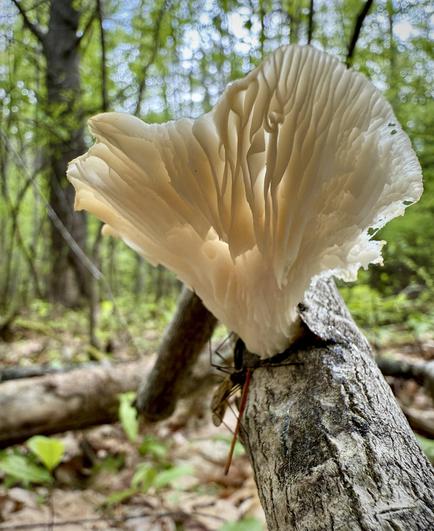 Underside of a white mushroom with light shining through the thick ribs. At the base, left side, it looks like a Crane fly or maybe a Harvestman spider (with something nearby looking winglike)