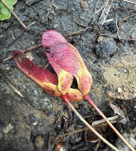 Maple spinners? Little seed things colored reds and yellows on dark damp soil.