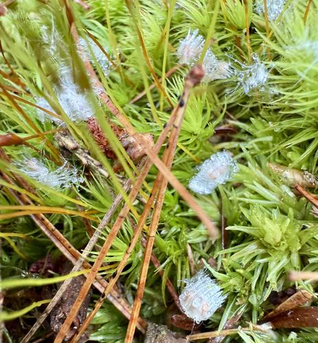 Some kind of seeds/pollen that to naked eye looked like tiny snowflakes. In the closeup you can see they have lots of little white hairs with droplets of water on them, laying amongst moss.