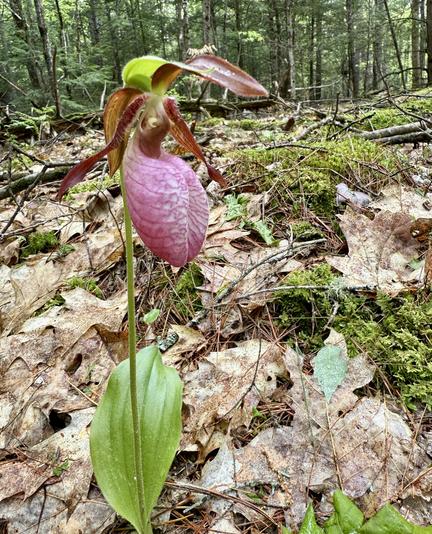 Pink Lady Slipper almost totally in focus, which seems to be the biggest challenge when photographing them.