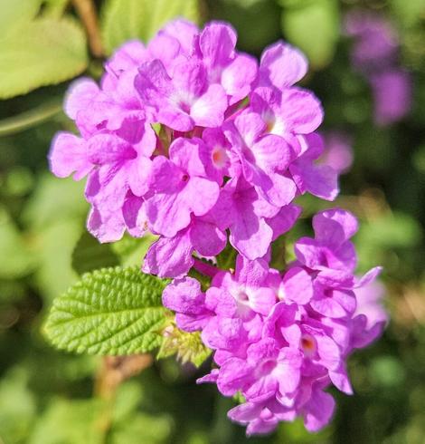 Close up over big purple clusters of tiny purple flowers atop a green plant.