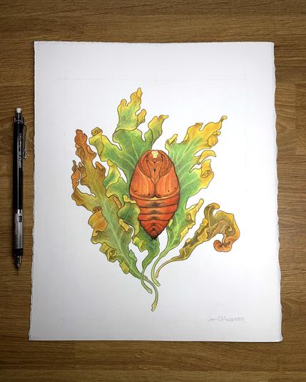 Photo of a painting of a red, orange and yellow Prometheus moth pupa suspended in a nest of fall colored oak leaves. The outline of the moth is visible, though distorted, and the pupa looks alien and strange. A mechanical pencil shows the scale.
