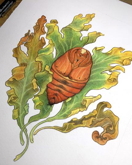Close-up of the same painting, showing more details in the red and orange pupa and the delicately curled oak leaves.