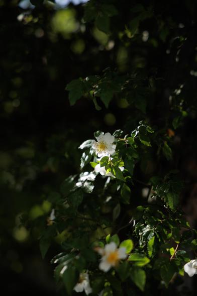 A delicate white flower surrounded by lush green leaves, softly illuminated against a dark background.