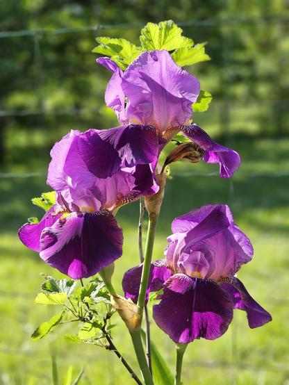 Three purple iris flowers on a blurry green background.