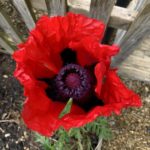 A large, vibrant red poppy flower is shown, with ruffled petals and a dark purple center, set against a wooden fence in the background.