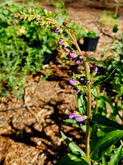 Sunlit purple-blue buds on a long, tapering stalk, bent under the weight, against a background of brown mulch and green vegetation.
