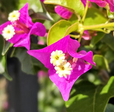 Close up of a bushy vine growing over a fence with clusters of purple flowers, each with two yellow, eye-like mini-flowers inside.