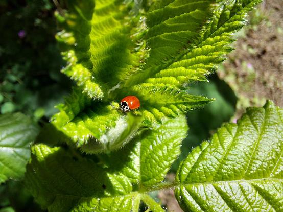 a high color-contrast view of a tiny bright red shiny ladybug with a black & white face, hanging out in the center of some salmonberry leaves, partially illuminated by sunlight through them