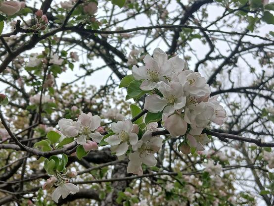 Photo of an apple tree branch in blossom. The clusters of delicate, five-petaled flowers are blushed with pink and interspersed with fresh green ovate leaves. The blurry background shows a cloudy day, and is full of even more blossoming branches.