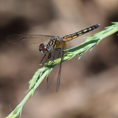 A close-up, eye-level, sunlit photograph shows a dragonfly, likely a female Blue Dasher, perched on a vibrant green, spiky plant stem. The dragonfly faces left, its large, reddish-brown compound eyes prominent. Its thorax is a mix of muted yellow and dark brown stripes. Its abdomen, also striped in yellow and black, tapers towards the tail. The delicate, transparent wings, with intricate dark venation, are spread horizontally. The background is a soft, out-of-focus blend of brown and lighter earthy tones, suggesting a natural outdoor setting.