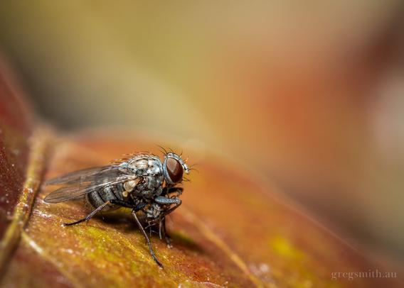 Some sort of fly, maybe Metallea sp., on a red-ish coloured leaf.