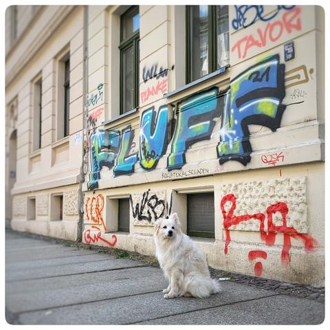 A fluffy white dog sits on a sidewalk in front of a building adorned with colorful graffiti featuring the word "FLUFF" and various other tags. The background includes windows and textures of the building's façade.