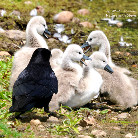 A photo of six Mute Swan cygnets, huddled together for safety, three with their beaks open (and tongues showing) as they call in alarm – a Carrion Crow is making a close approach on the ground beside them even though both predator and would-be prey are around the same size. The cygnets are covered with fuzzy down, whitish in places and brownish in others; their beaks are grey. As the Crow is approaching them from our side of the picture we see his or her back; the plumage is black, with some hints of bluish-grey on the ‘shoulders’ and the back of the head.