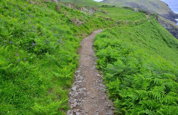 Narrow coastal path bordered with vegetation.