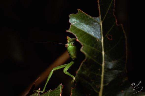 Nature photograph taken at night showing a katydid hiding behind a partially bitten green leaf. The insect's body is almost completely covered by the leaf, except for its "face" and two legs: the front and middle legs on the right, which rest on the aforementioned leaf and another piece further down, respectively. The katydids's face emerges from a slightly more bitten piece of the leaf, like a "hole" that leaves it especially exposed, probably made by the insect itself before being photographed.