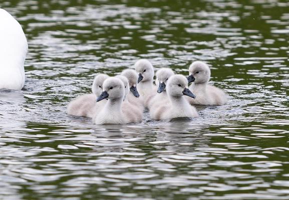 Eight baby swan on the water. Black bills, gray feathers. Stupidly cute.