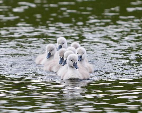 Eight baby swans on the water. Black bills, gray feathers. 
Heading, in a row, towards me. Stupidly cute.