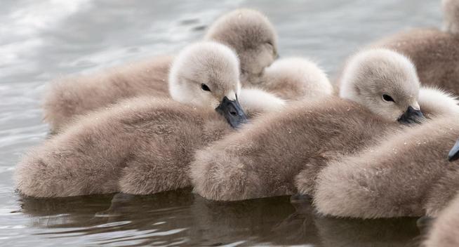 Two of the baby swans with heads down but eyes open, falling asleep.