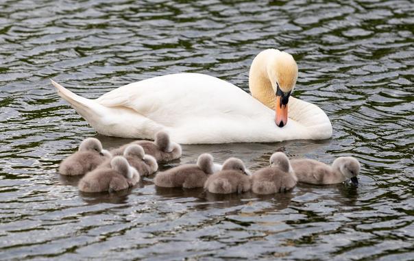 Parent swan relaxing and watching and preening as eight baby swans asleep in front.
