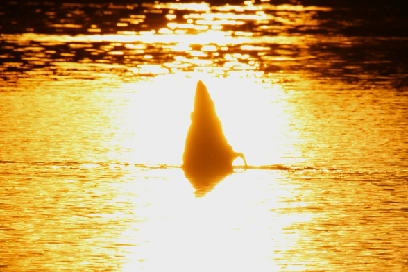 Photograph of a swan but sticking up from a lake while spotlit by bright sunset light on the surface.