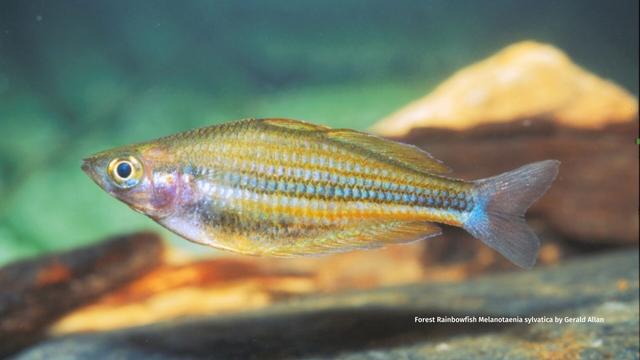 Here's a stunning #rainbow #fish 🐠🐟🌈 in #PapuaNewGuinea's forest #rivers 🇵🇬. Forest Rainbowfish are #endangered due to #river #pollution as a result of #palmoil plantations. Help them survive and #BoycottPalmOil 🌴☠️⛔️#Boycott4Wildlife @palmoildetect https://palmoildetectives.com/2021/01/31/forest-rainbowfish-melanotaenia-sylvatica/?utm_source=mastodon&utm_medium=Palm+Oil+Detectives&utm_campaign=publer