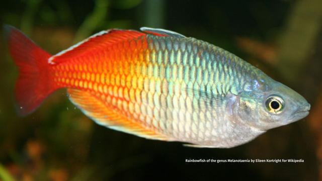 Here's a stunning #rainbow #fish 🐠🐟🌈 in #PapuaNewGuinea's forest #rivers 🇵🇬. Forest Rainbowfish are #endangered due to #river #pollution as a result of #palmoil plantations. Help them survive and #BoycottPalmOil 🌴☠️⛔️#Boycott4Wildlife @palmoildetect https://palmoildetectives.com/2021/01/31/forest-rainbowfish-melanotaenia-sylvatica/?utm_source=mastodon&utm_medium=Palm+Oil+Detectives&utm_campaign=publer