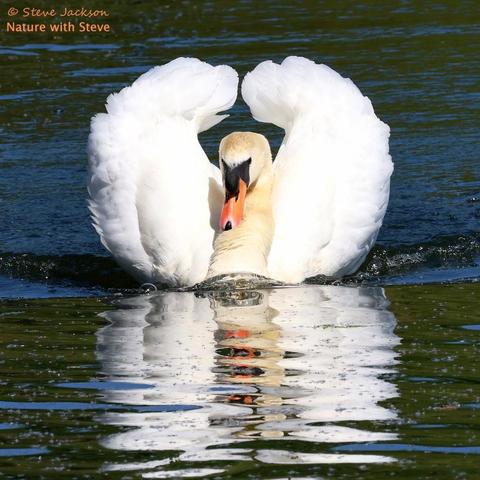 Photo of a male Mute Swan swimming towards the camera (actually, towards two other Swans who are not in the picture) in full threat display mode. His neck is angled back so that his head is held low, and his wings are held up with the wingtips arched over his body, making him look bigger than he really is – kind of angelic, but in a scary way! A 'bow wave' gives an impression of the speed at which he is moving across the water; ahead of him, his reflection is broken up in the rippling green-blue water. Like others of his species, this one has white plumage, which is a little brownish on parts of the head and neck; the tip and the base of his beak are black (a colour extending to the eyes) and the rest of the beak is orange.