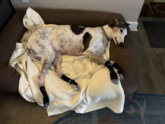 Photo of a white greyhound dog with black ticking and large black spots laying on a blanket in a brown dog bed. She is wearing long black socks.