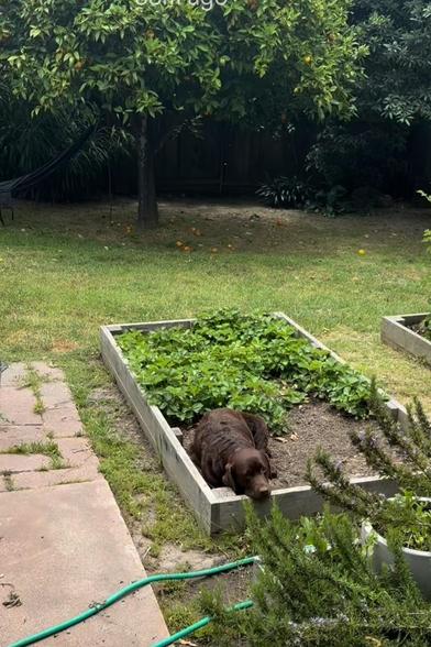 Chocolate lab is stretched inside a raised bed with growing strawberries.