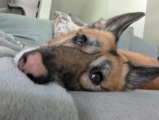 A German Shepherd laying on their side watching a TV out of frame