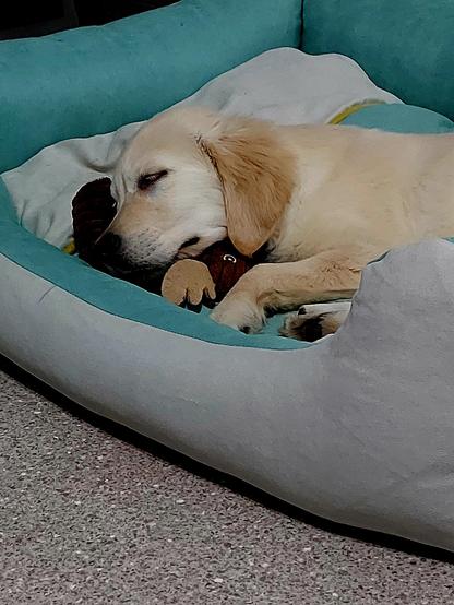 Golden Retriver puppy sleep in his dog basket