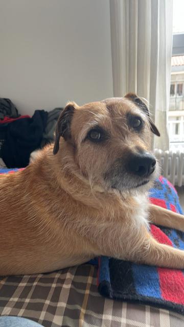 Foto de un perro de tamaño mediano mirando la cámara. Tiene ojos negros encantadores y pelaje amarillo sucio con parches blancos y negros. Está sobre una cama, en una manta.