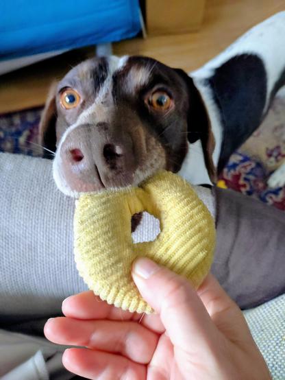 Ein weiß-brauner Hund mit braunem Kopf nimmt mit den Zähnen sanft einen gelben Stoffring, den ihm eine Hand reicht.