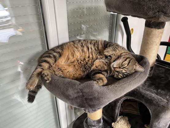 Plume, one of my cat; Hi her cat tree living the life.