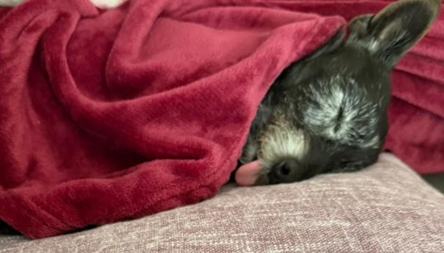 Picture of our black dog, lying on a cushion and all but their head is covered by a red blanket. They are sleeping with their tongue sticking out