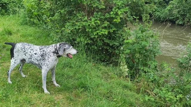 a tall dog with white, grey and black fur standing on a meadow next to a river