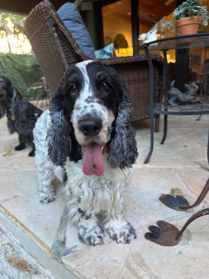 A tri-colored English Cocker Spaniel, standing on a back porch, looking at the camera with her tongue out.