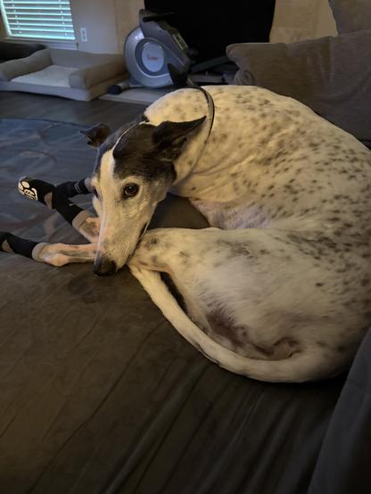 Photo of a white greyhound dog laying on a couch curled such that her head is laying on her back leg looking at the camera. She is wearing black grippy socks.