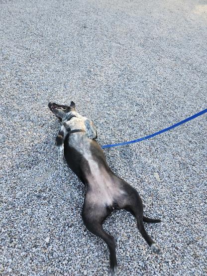 A dog is enjoying her roly poly, you can see her pink pink tummy