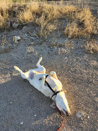 A dog is laying on his back having a roly poly, showing his tummy