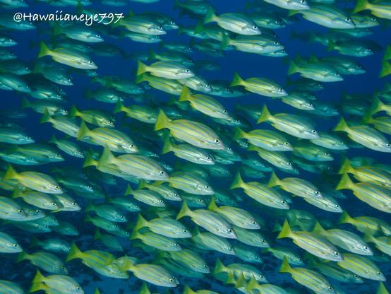 A school of yellow fish marked with horizontal thin blue stripes swimming en masse to the right.