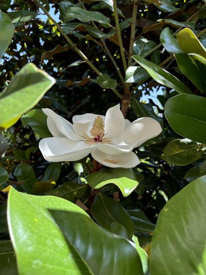 A beautiful magnolia flower in full bloom, surrounded by lush green leaves and branches. The flower has large, white petals with a central cluster of yellow and red reproductive structures.