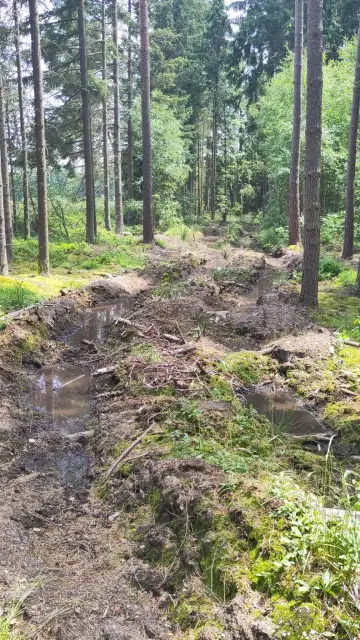 Tiefe Furchen eines Vollernters im Waldboden, die teilweise mit Wasser gefüllt sind.