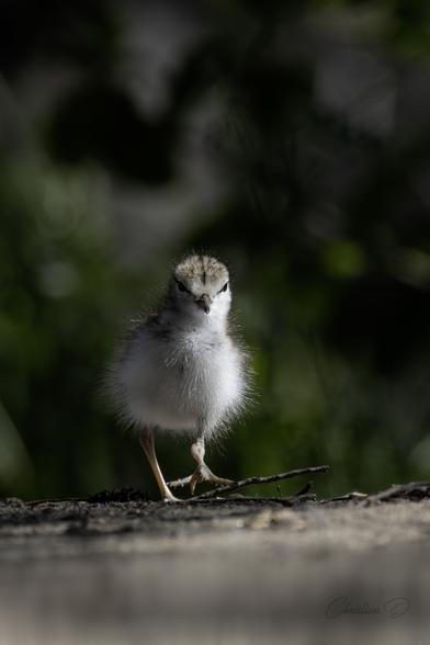 Premiers pas d’un explorateur au plumage duveteux, le poussin du Chevalier grivelé trace son chemin sur ces petites pattes courageuses. Petit mais déjà élégant, l'avenir du marais est déjà assuré. (Spotted Sandpiper)