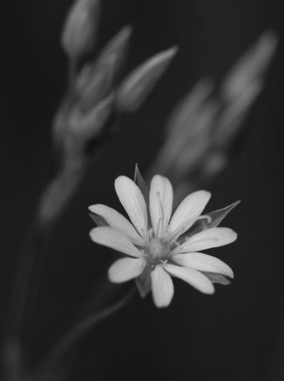 Macro photograph in black and white of an open white flower of boreal starwort (Stellaria borealis), with ten petals and five visible sepals. In the blurred background are two groups of closed flower buds at the end of their stems.