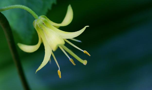 Photograph of an open yellow flower seen from one side and slightly above, like a bell at the end of a curved green stem, with six yellow sepals and petals curved upward, and six long stamens and a pistil. The background is blurred blue green.