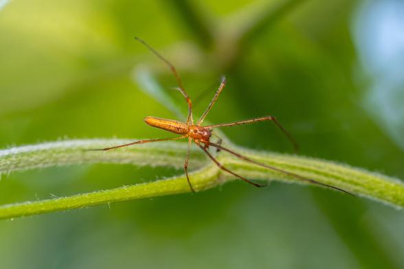 A long-jawed orb-weaver is seen on a stem